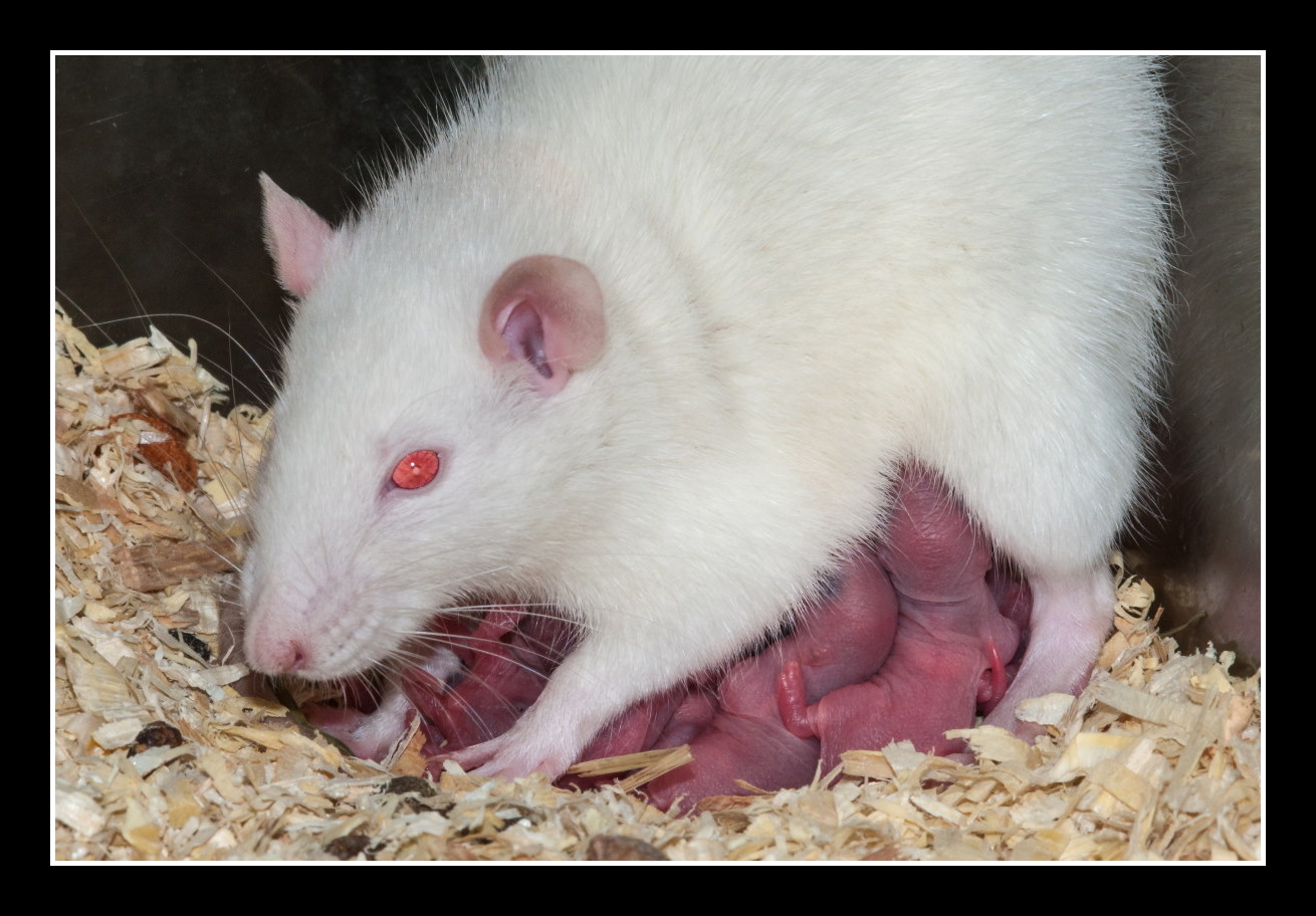Rats!